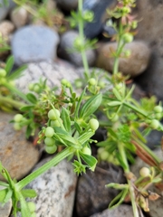 Galium tricornutum