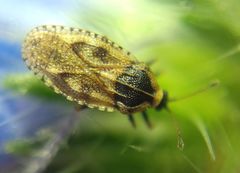 Dictyla echii