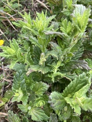 Bellardia viscosa