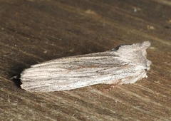 Lithophane fagina