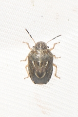 Neottiglossa lineolata