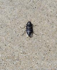 Melanophila consputa