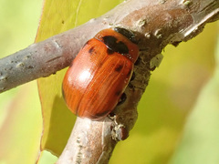 Gonioctena viminalis