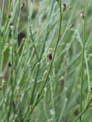 Eremosparton aphyllum