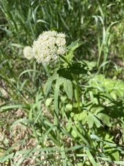 Valeriana occidentalis
