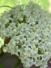 Valeriana occidentalis