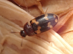 Mycetophagus piceus
