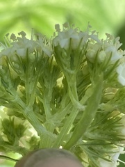 Valeriana occidentalis