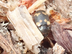 Mycetophagus piceus