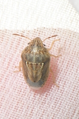 Neottiglossa bifida