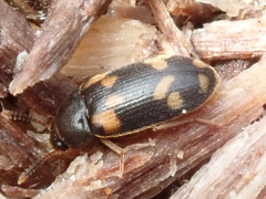 Mycetophagus piceus
