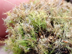 Leptobryum pyriforme