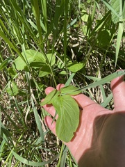 Valeriana occidentalis