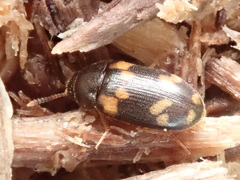 Mycetophagus piceus