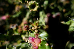 Hyperaspis octonotata