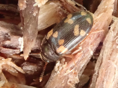 Mycetophagus piceus