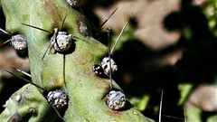 Hyperaspis octonotata