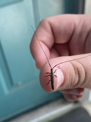 Hippopsis lemniscata