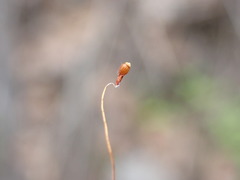 Leptobryum pyriforme