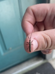 Hippopsis lemniscata