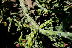 Hyperaspis octonotata