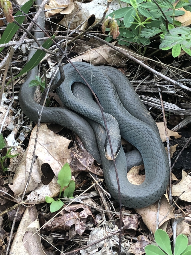 Blue Racer Snake Sign Blue Racer from Greenville, MI, US on May 27, 2022 at 03:01 PM by ...