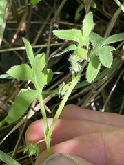 Nemophila breviflora