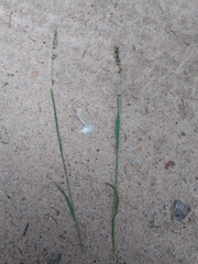 Melica nutans