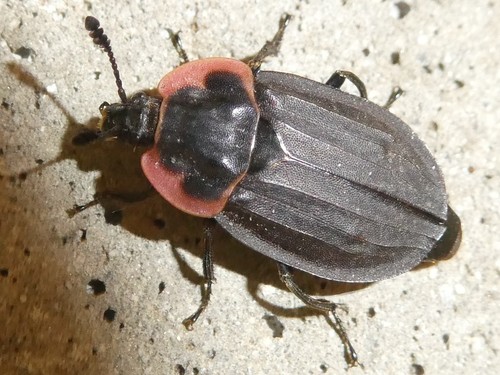Margined Carrion Beetle photo 3