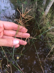 Cyperus articulatus