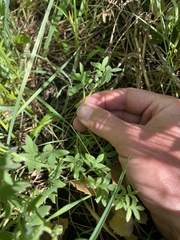 Nemophila breviflora