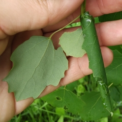 Choristoneura conflictana