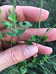 Hypericum gymnanthum