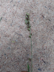 Melica nutans