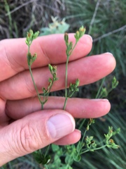Hypericum gymnanthum