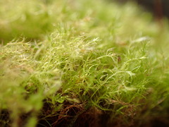 Leptobryum pyriforme