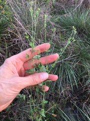 Hypericum gymnanthum