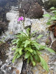 Primula maguirei
