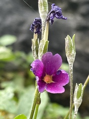 Primula maguirei