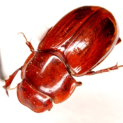 Cryptoscatomaseter haldemani