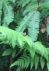 Moduza procris milonia