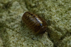 Oniscomorpha