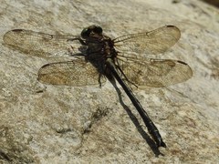 Phanogomphus descriptus