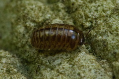 Oniscomorpha