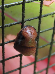 Solenotichus circuliferus