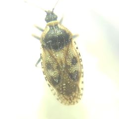 Dictyla echii
