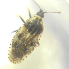 Dictyla echii