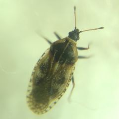 Dictyla echii
