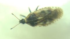 Dictyla echii