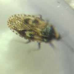 Dictyla echii